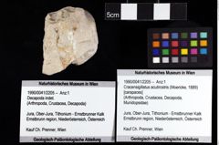 Foto (Objket + Etiketten) von Cracensigillatus acutirostris (Moericke, 1889) 